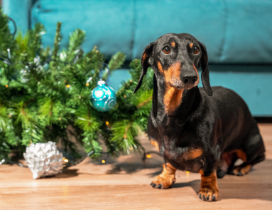 Sparky’s Indoor Holiday Safety Tips