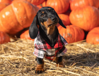 Can Dogs Eat Pumpkin? Your Questions Answered