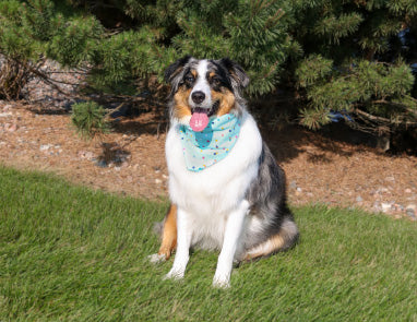 DIY Dog Bandana for DOGust!