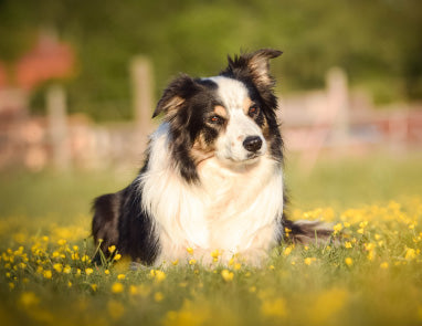 Dog Bee Sting Symptoms & Treatment