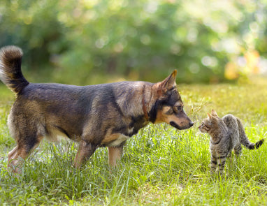 How to Introduce Cats to Dogs