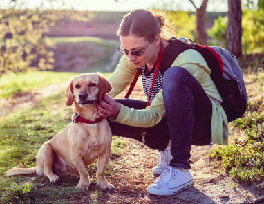 How to Check for Ticks on Dogs