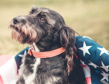 Celebrate Memorial Day Safely with Your Dog