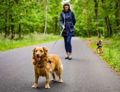 How to Stop a Dog From Pulling on the Leash