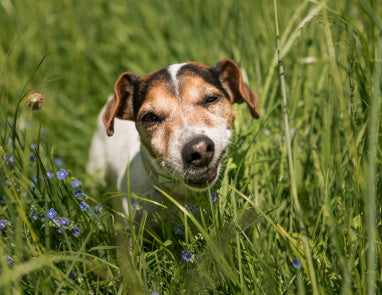 Why do dogs eat grass?